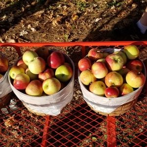 Meet your Posher, Lesley